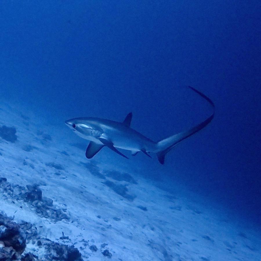 Tiger Shark Residence & Dive Fuvahmulah Luaran gambar