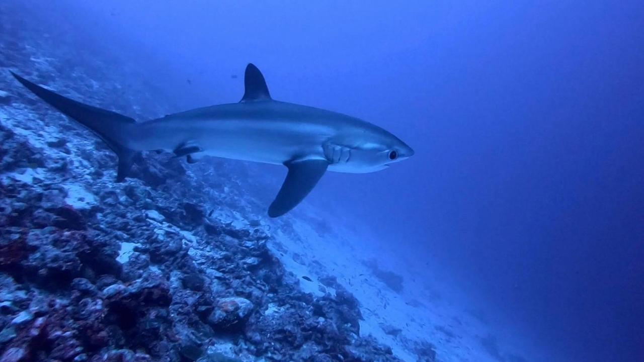 Tiger Shark Residence & Dive Fuvahmulah Luaran gambar