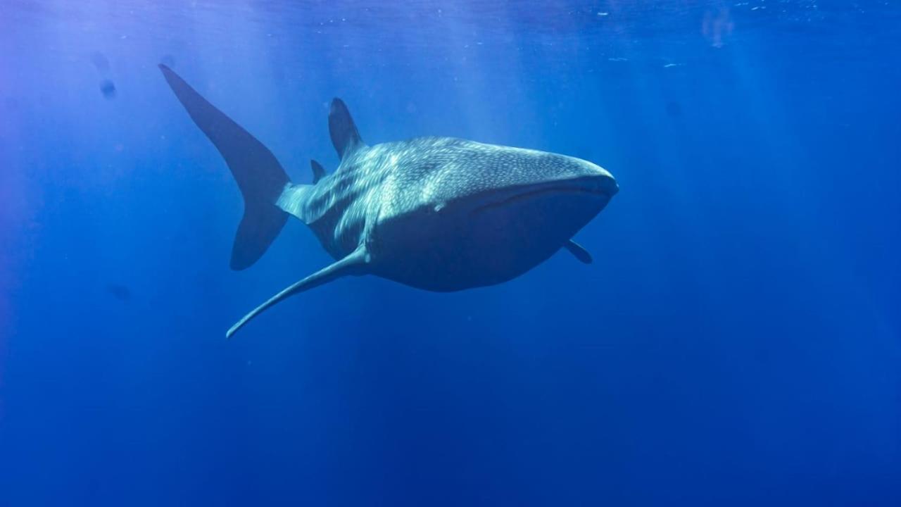 Tiger Shark Residence & Dive Fuvahmulah Luaran gambar