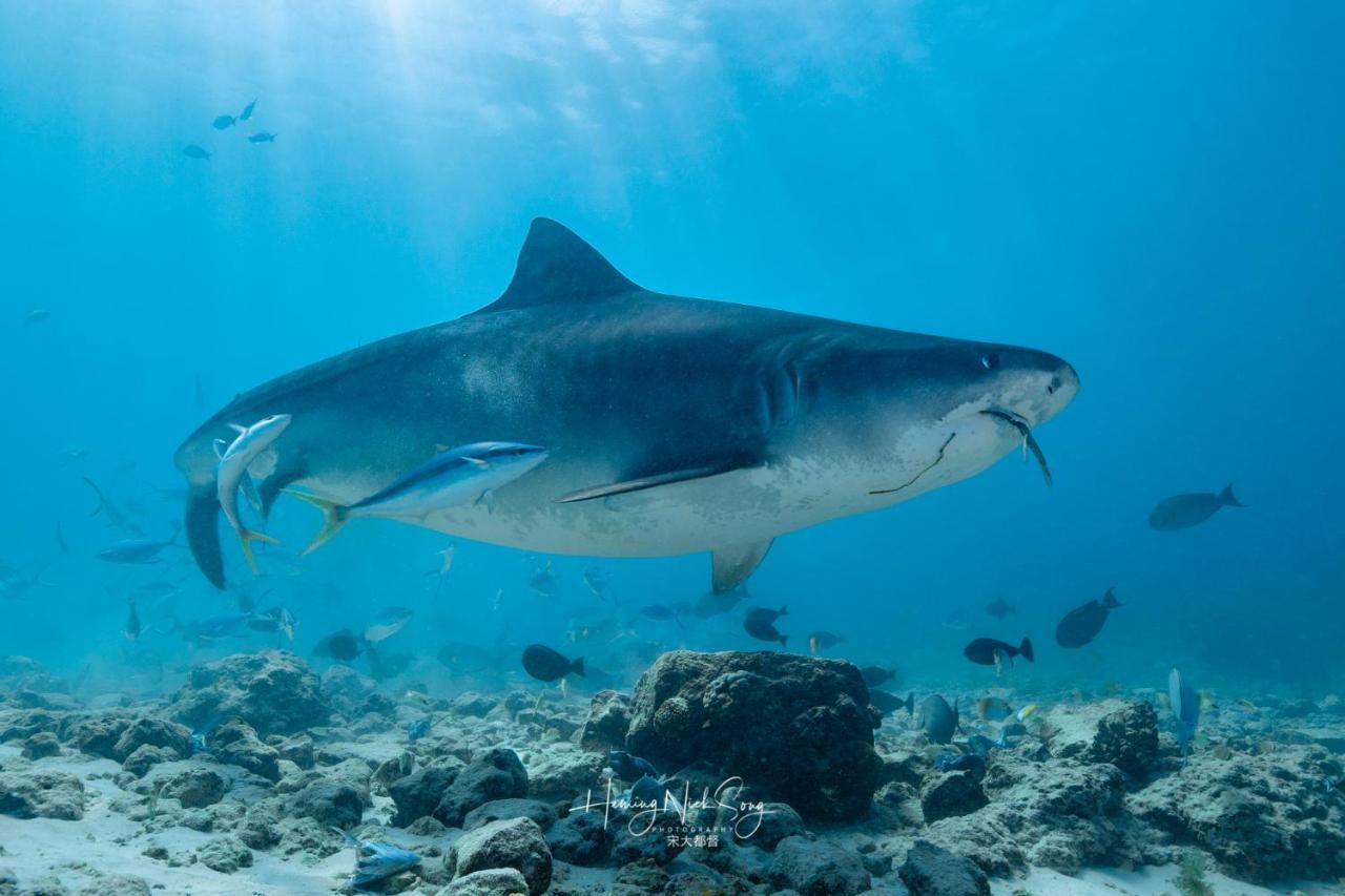 Tiger Shark Residence & Dive Fuvahmulah Luaran gambar