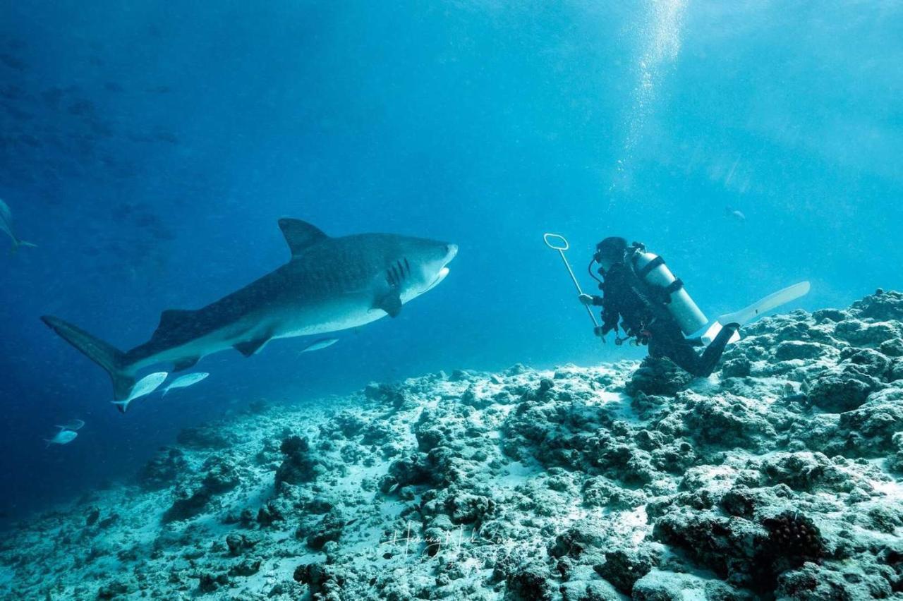 Tiger Shark Residence & Dive Fuvahmulah Luaran gambar
